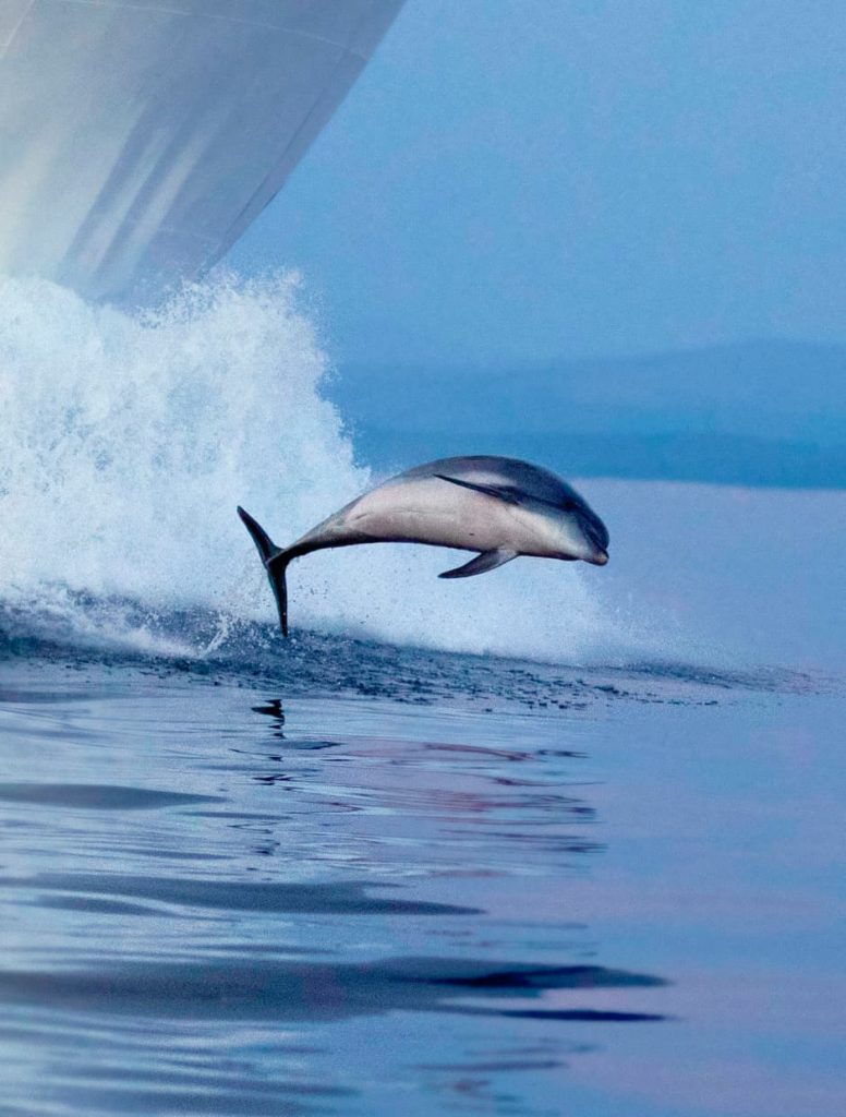 Mijo the Dolphin riding the bow of a ferry boat I Source: Blue World Institute